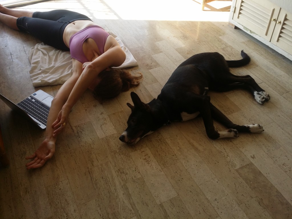 Hundvakt och yoga är en rolig kombination! Dog-sitting and yoga are a funny combination!